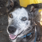 Scruffy, an 11-year-old male Australian shepherd mix