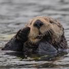 sea otter in Moss Landing