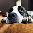 dog peeking over couch