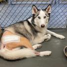 Sky immediately following total hip replacement surgery at the UC Davis veterinary hospital.