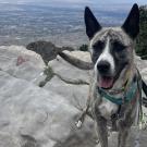 dog hiking in mountains