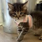 Curious tabby kitten in pink sweater standing by metal bin on wooden floor