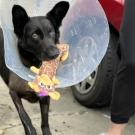 dog wearing protective e-collar while holding a toy in her mouth