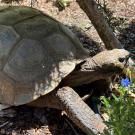 tortoise on grass