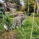 snow leopard in zoo habitat
