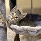 kitten in cat tree