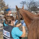 veterinarians treating horse in fire zone