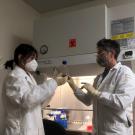 Undergraduate biotechnology major Enmian Chang (left) and Dr. Natalia Vapniarsky discuss cell growth during the tissue engineering study