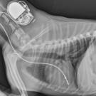 xray of dog showing pacemaker implanted