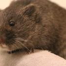 Amargosa vole