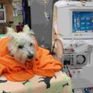 dog getting hemodialysis treatment at UC Davis veterinary hospital