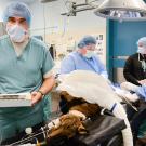 anesthesiologists in the operating room at the UC Davis veterinary hospital