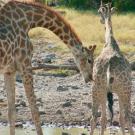giraffes at a watering hole