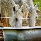 two horses drinking from same water source