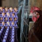 commercial eggs with a hen
