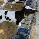 calf being bottle fed