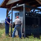 ranchers loading cattle in chute