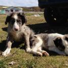 dogs lounging on grass