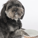 Clarence the dog, sitting with an empty food bowl.