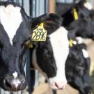 several cows eating