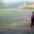 wolf and cow bull in field