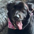 close up of black dog's face