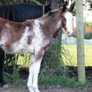 foal with mare