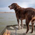 dog on boat