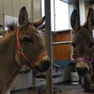 Donkeys Henry (left) and Bella (right) were recently treated at the UC Davis veterinary hospital's farrier shop.