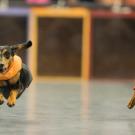 Doxie Derby race