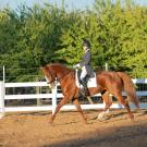 dressage rider on horse