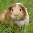 guinea pig