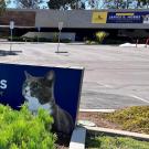 building signage with a cat