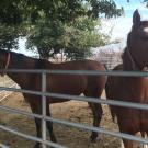 two horses by corral gate