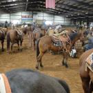 horses at show