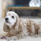 cocker spaniel laying on rug