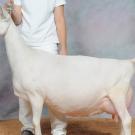 goat at livestock show