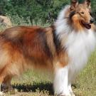 collie