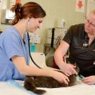 veterinarian and student examining a cat