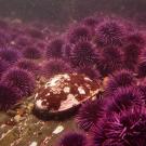 red abalone surrounded by sea urchins