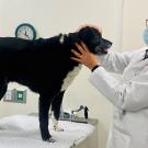 UC Davis veterinarian Dr. Michael Kent examining a dog