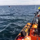 vets on small boat monitoring killer whale