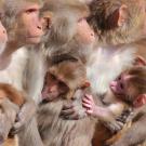 macaque-mother-and-infants