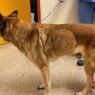 skinny dog at the UC Davis veterinary hospital