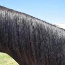 horse mane