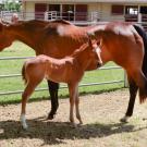 mare and foal standing close together