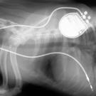 x-ray showing pacemaker implanted in a dog