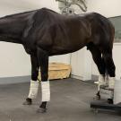 horse in standing PET scanner