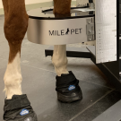 horse's leg in PET scanner