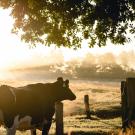 A cow standing next to a fence in a field under a tree with evening sunlight.